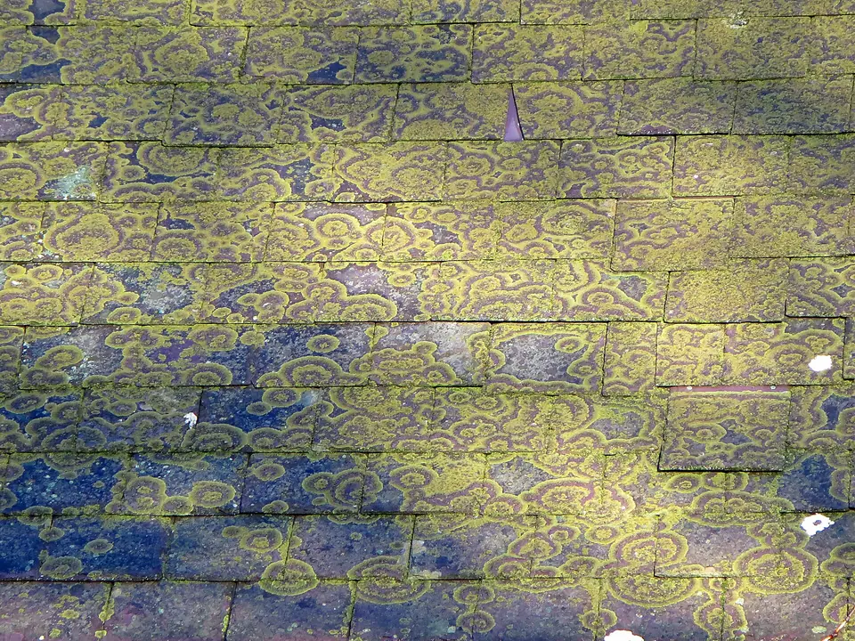 Toit en ardoise recouvert de lichens jaunes et de mousses.